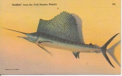 Image for Sailfish, From The Gulf Stream, Florida