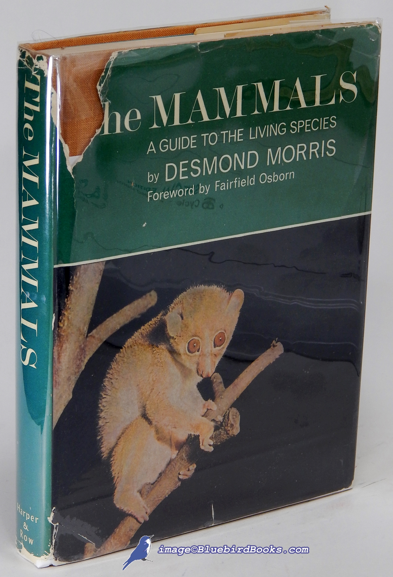 Image for The Mammals: A Guide to the Living Species