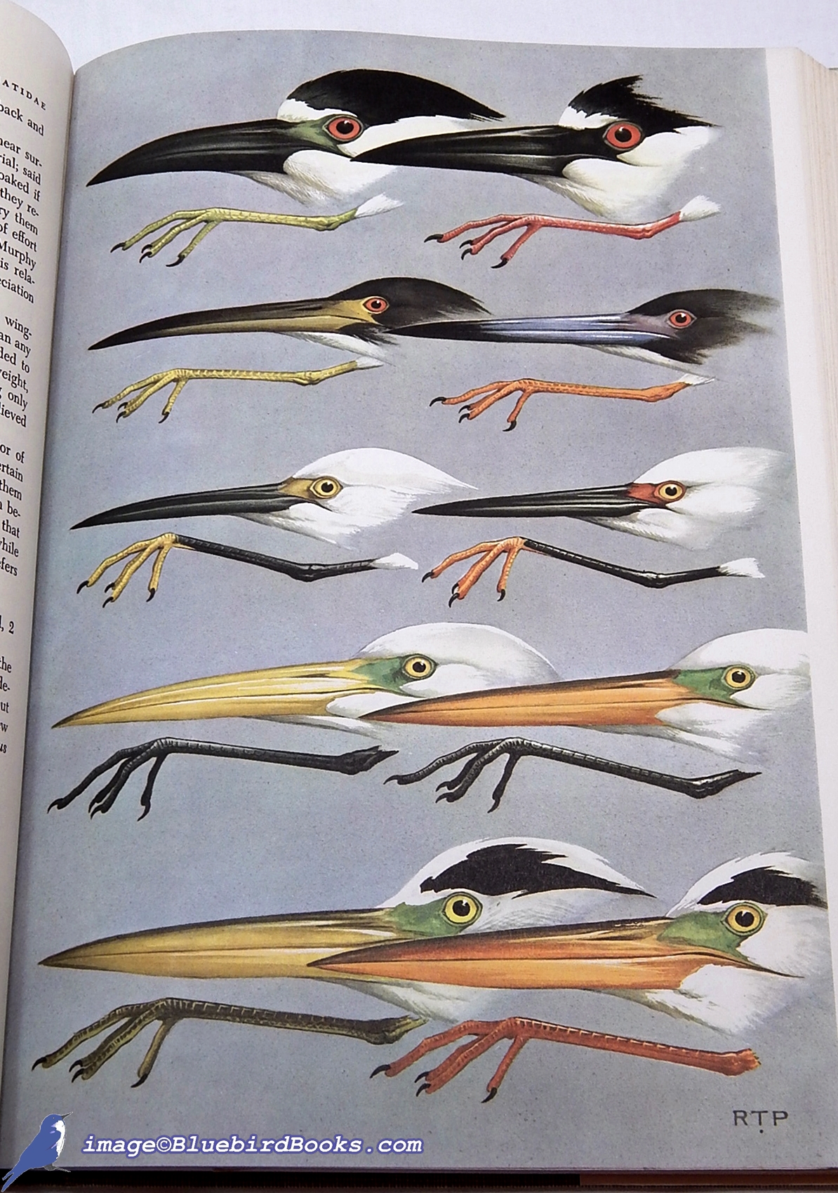 PALMER, RALPH (EDITOR) - Handbook of North American Birds: Volume 1, Loons Through Flamingos