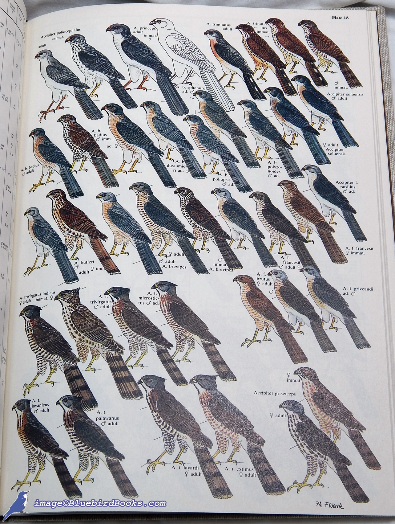 WEICK, FRIEDHELM (TEXT AND ART) - Birds of Prey of the World: A Coloured Guide to Identification of All the Diurnal Species, Order Falconiformes