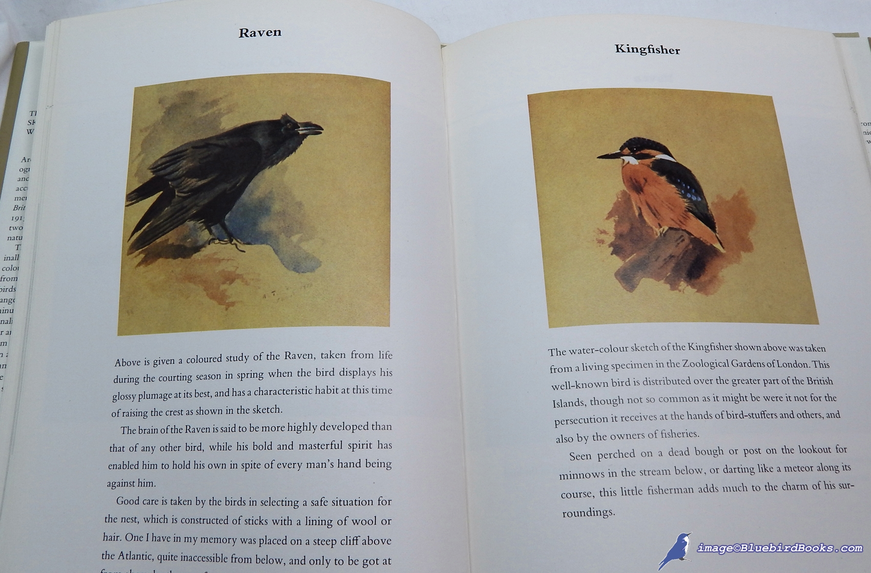 THORBURN, ARCHIBALD - Thorburn's Naturalist's Sketchbook