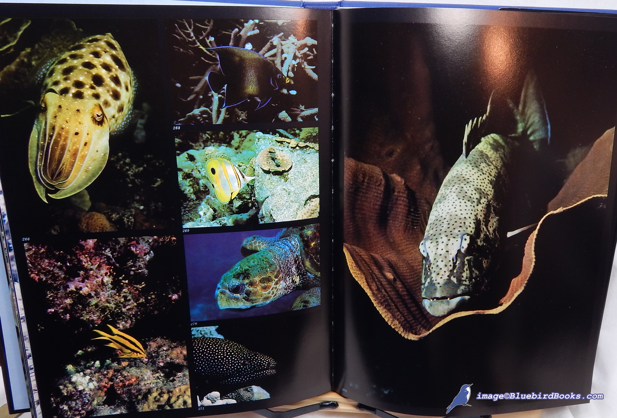 ROESSLER, CARL - The Underwater Wilderness: Life Around the Great Reefs