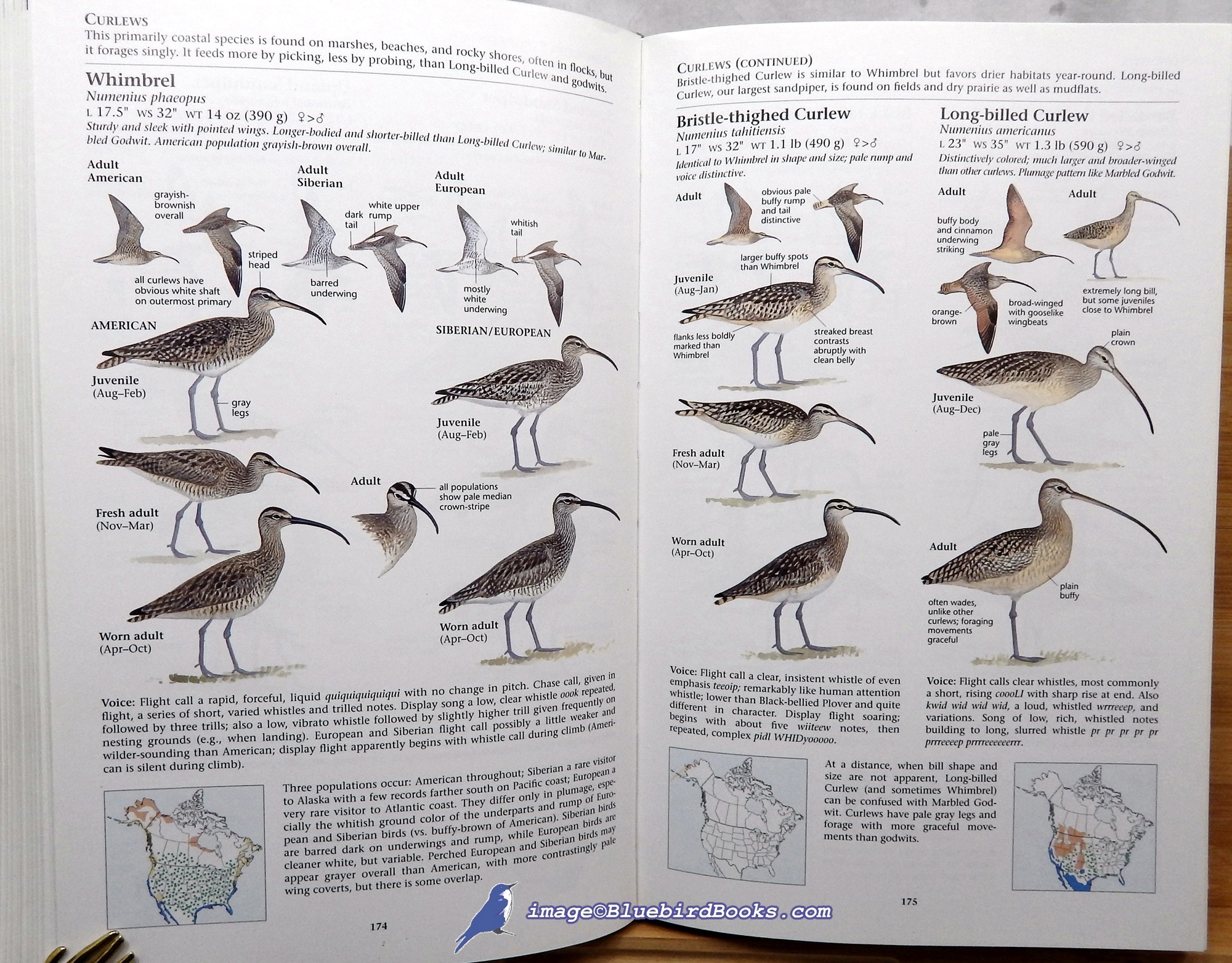 SIBLEY, DAVID ALLEN (AUTHOR AND ILLUSTRATOR) - The Sibley Guide to Birds (National Audubon Society)
