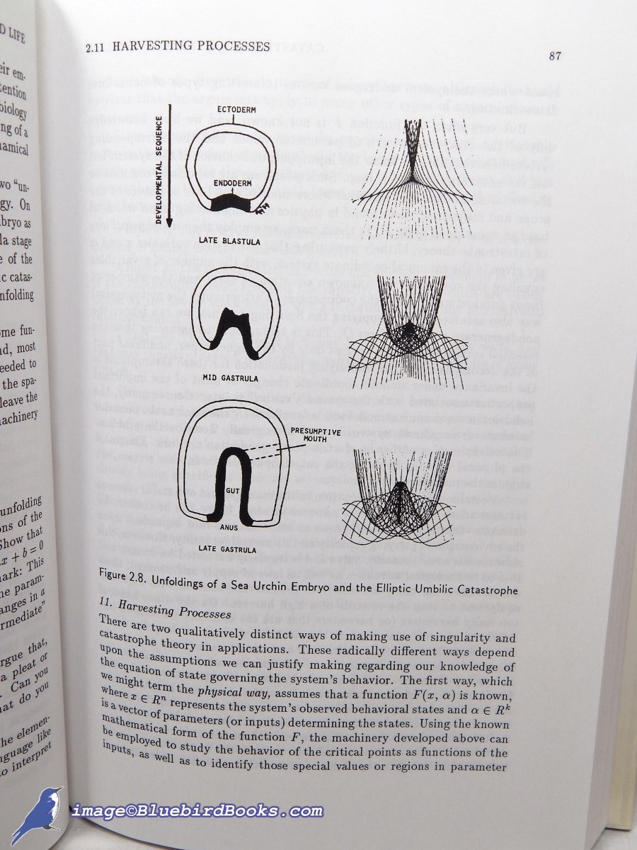 CASTI, JOHN L. - Reality Rules I: Picturing the World in Mathematics--the Fundamentals-- (Vol. 1)