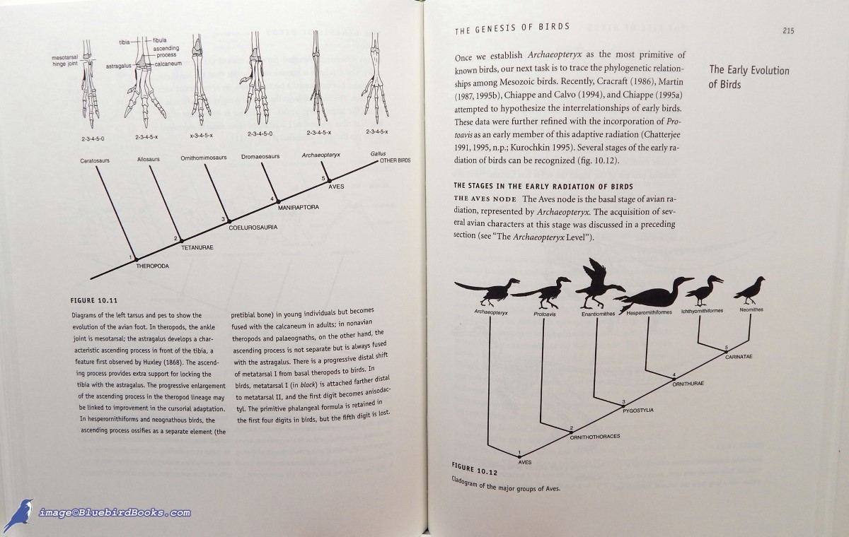 CHATTERJEE, SANKAR - The Rise of Birds: 225 Million Years of Evolution