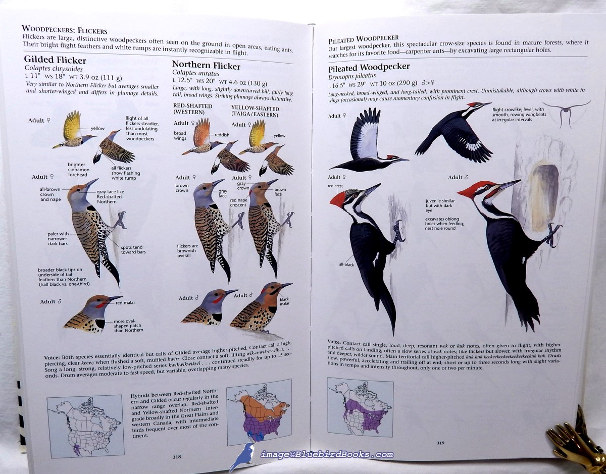 SIBLEY, DAVID ALLEN (AUTHOR AND ILLUSTRATOR) - The Sibley Guide to Birds (National Audubon Society)