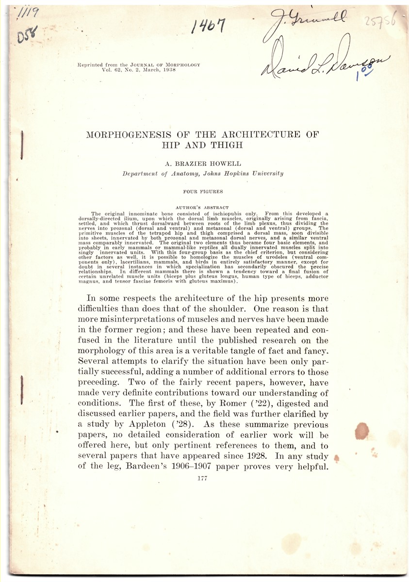 HOWELL, A. BRAZIER - Morphogenesis of the Architecture of Hip and Thigh. Reprinted from the Journal of Morphology Volume 62 No. 2 March 1938