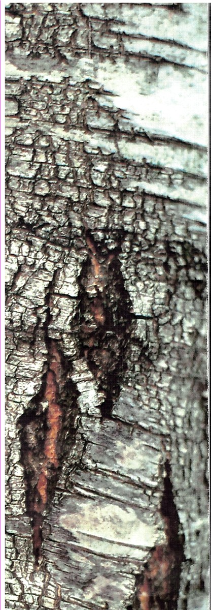 Window on the Garden (Signed Copy)