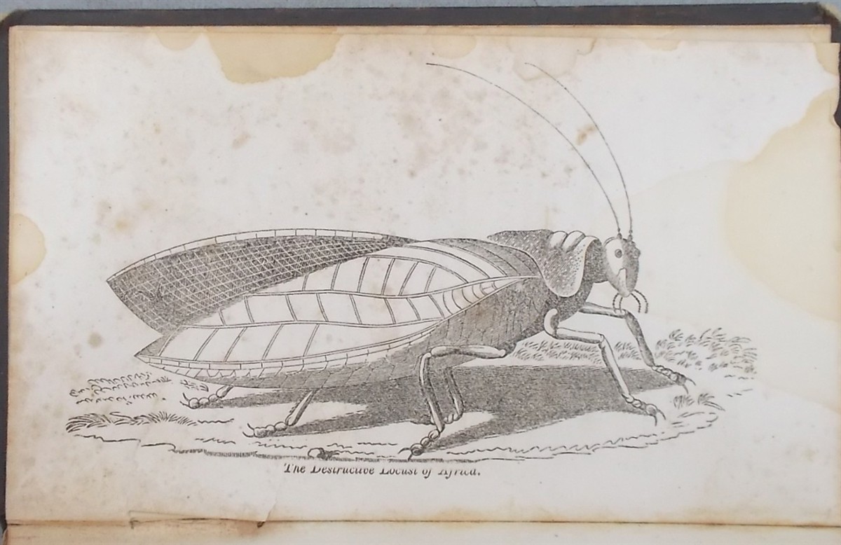 An Authentic Narrative of the Loss of the American Brig Commerce, Wrecked on the Western Coast of Africa, in the Month of August, 1815. with an Account of the Sufferings of the Surviving Officers and Crew, Who Were Enslaved by the Wandering Arabs On the African Desart, or Zahahrah; and Observations 
