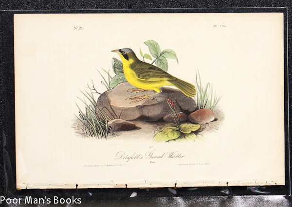 Image for DELAFIELD'S GROUND WARBLER [AUDUBON 1840 OCTAVO]