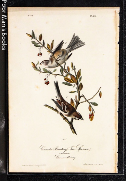 Image for CANADA BUNTING TREE SPARROW [AUDUBON 1840 OCTAVO]