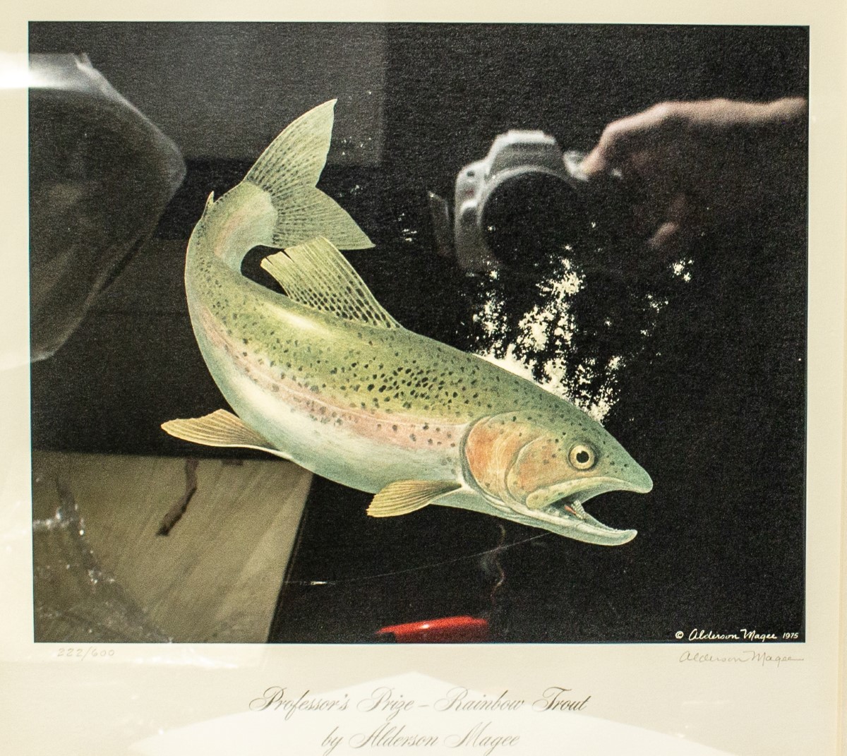 Image for Professor's Prize - Rainbow Trout. 10 X 11 Inches. One Of 600, Signed