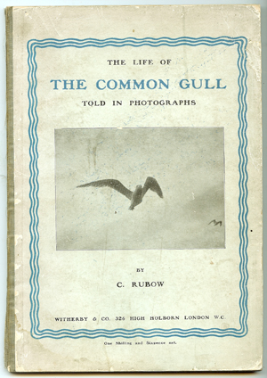 RUBOW, C; TRANSLATED FROM THE DANISH - The Life of the Common Gull Told in Photographs