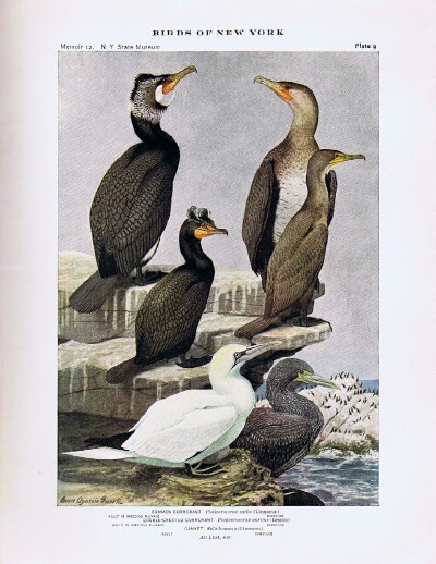 EATON, ELON HOWARD - Birds of New York (Two Volumes, Complete) New York State Museum Memoir 12