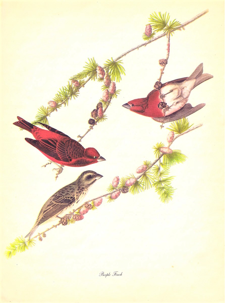 AUDUBON, JOHN JAMES - Audubon: Birds of America: A Portfolio of 30 Full-Page, Full-Color, Prints with Commentaries by Roger Tory Peterson