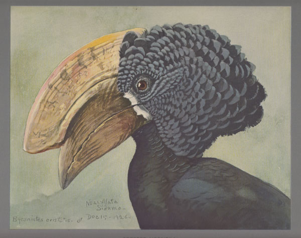 Image for Album of Abyssinian Birds and Mammals from Paintings by Louis Agassiz Fuertes