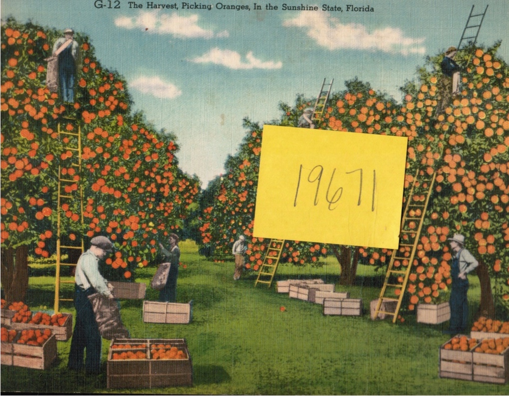 HARTMAN CARD CO - Giant Post Card: The Harvest Picking Oranges in the Sunshine State, Florida