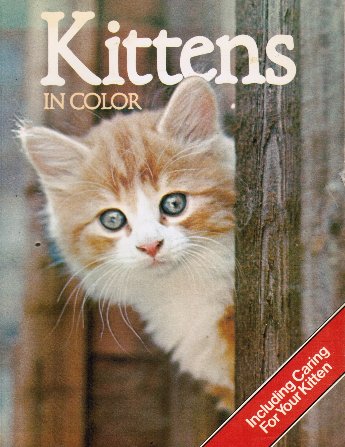 POLLARD, ANNA - Kittens in Color