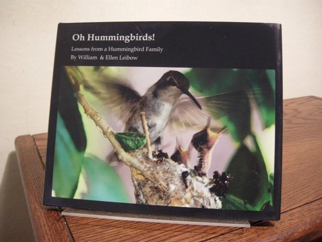 Oh Hummingbirds! Lessons from a Hummingbird Family
