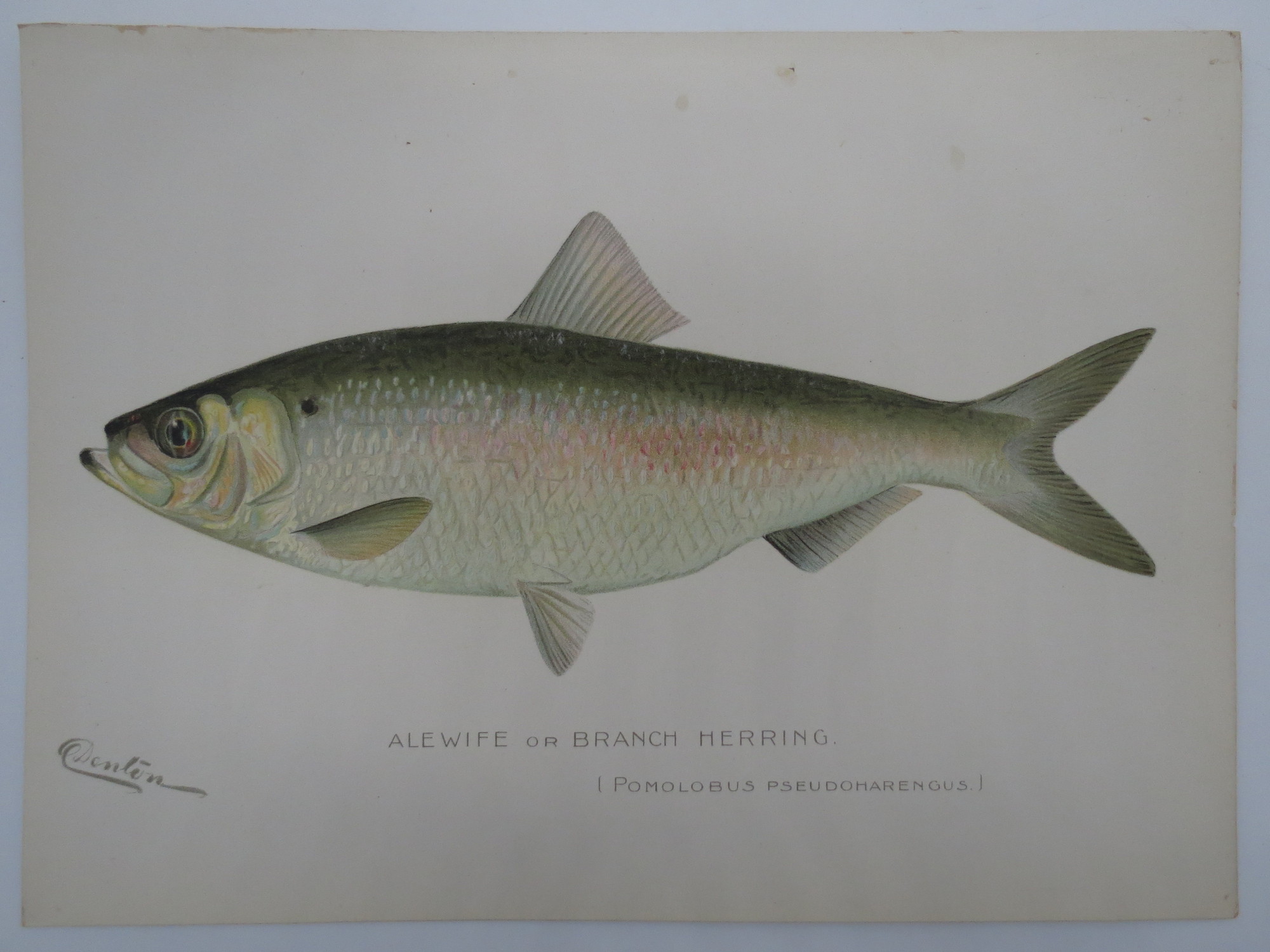 Image for ALEWIFE OR BRANCH HERRING COLOR CHROMOLITHOGRAPHIC FISH PLATE BY BARNET H. DENTON