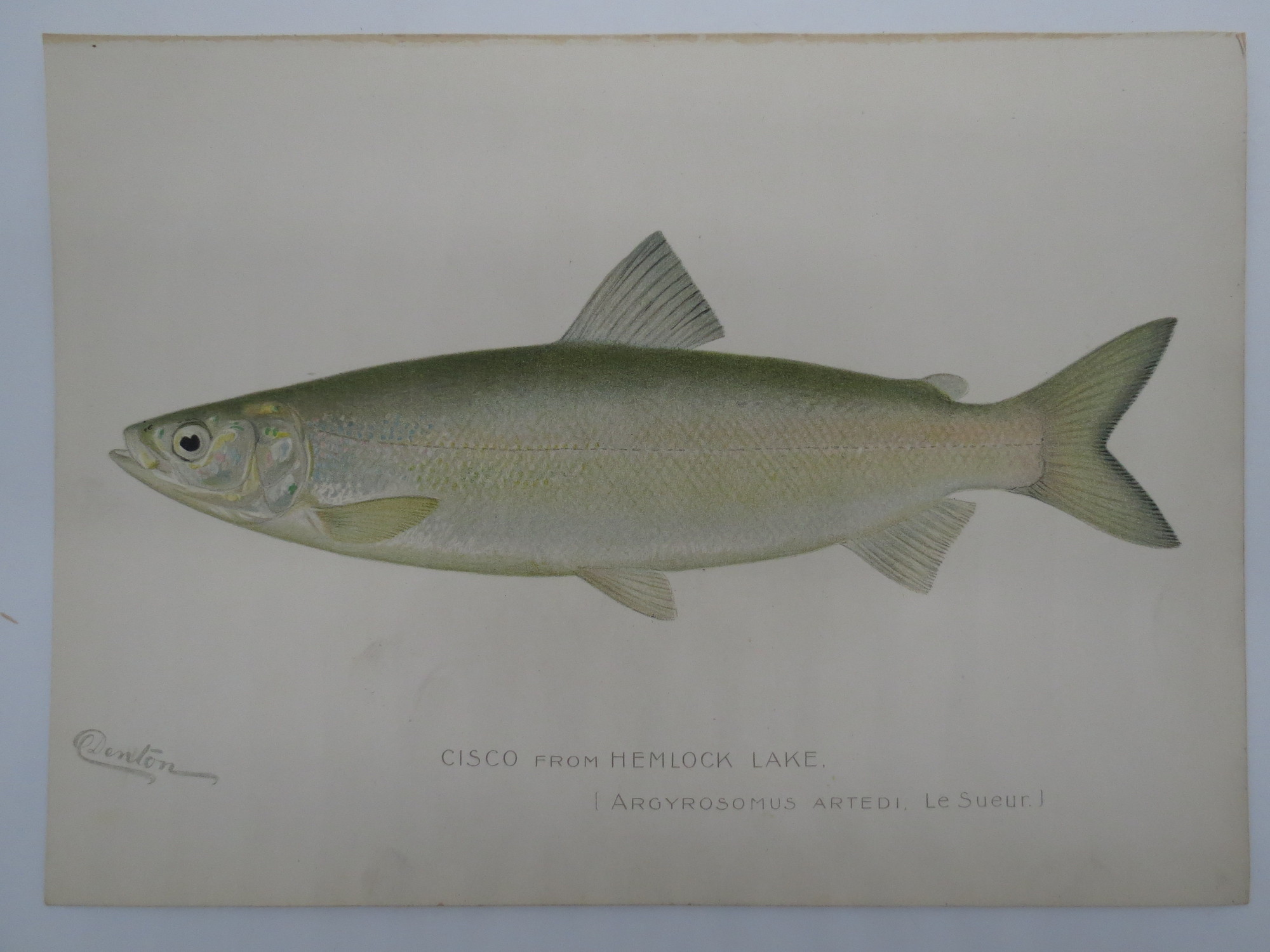 Image for CISCO CHROMOLITHOGRAPHIC FISH PLATE BY BARNET H. DENTON