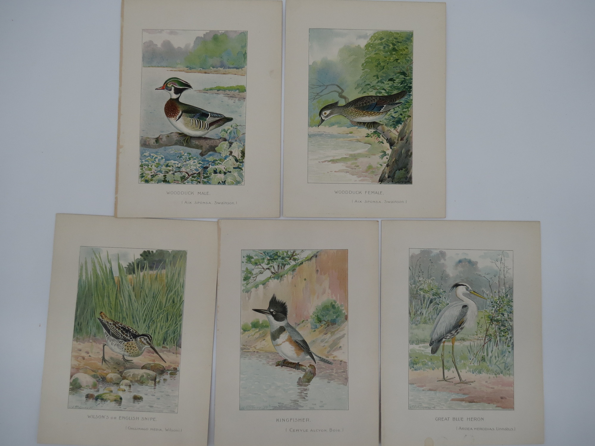 Image for 5 BIRD & DUCK CHROMOLITHOGRAPHIC PLATES BY J. L. RIDGWAY Great Blue Heron; Kingfisher; Wilson's or English Snipe; Woodduck Male; Woodduck Female