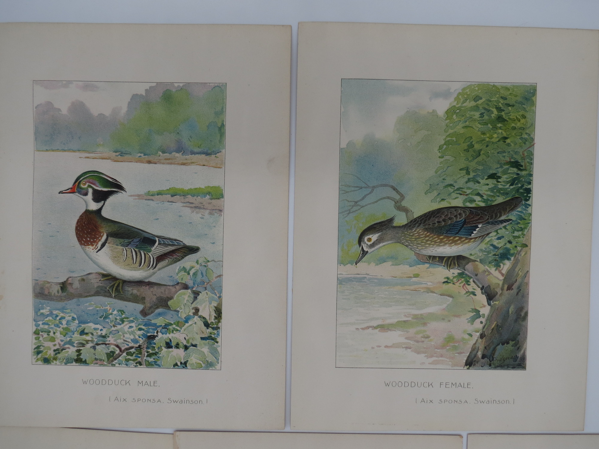 5 BIRD & DUCK CHROMOLITHOGRAPHIC PLATES BY J. L. RIDGWAY Great Blue ...