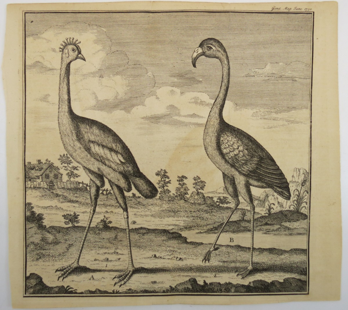 ANTIQUE 1750 GREEN CROW BIRD (CROWNED CRANE) ARDEA PAVNINA & FLAMMANT (FLAMINGO)