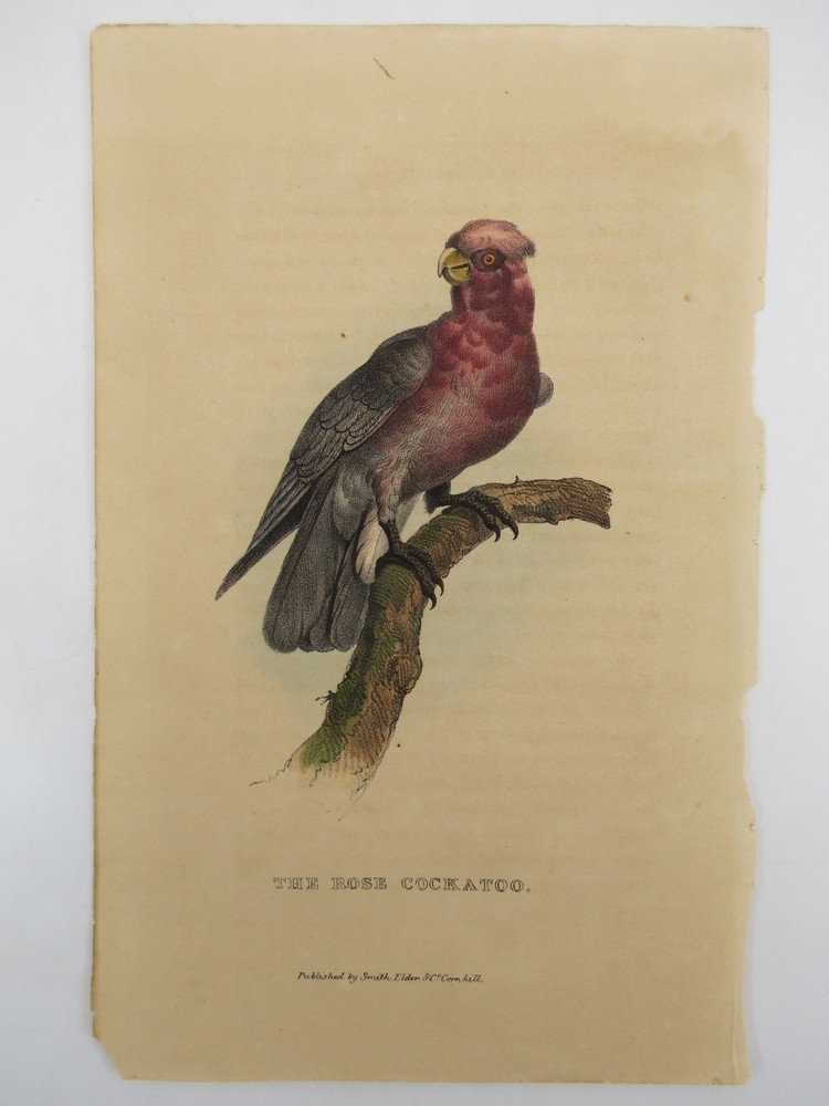 RARE 1833 HAND COLORED ENGRAVING THE ROSE COCKATOO