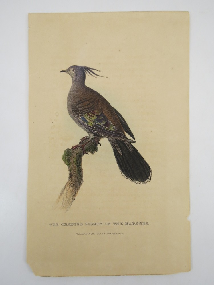 RARE 1833 HAND COLORED ENGRAVING CRESTED PIGEON OF THE MARSHES
