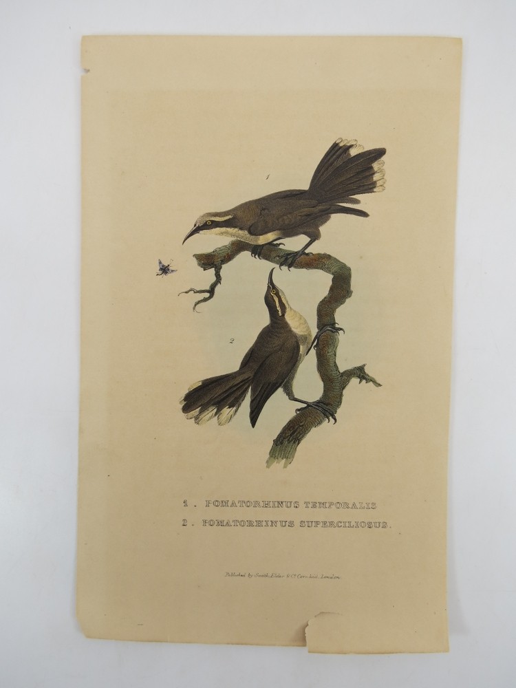 RARE 1833 HAND COLORED ENGRAVING POMATORHINUS TEMPORALIS & SUPERCILIOSUS BIRDS