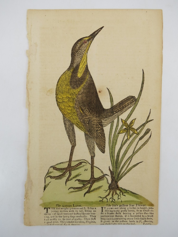 RARE C. 1755 HAND COLORED ENGRAVING THE LARGE LARK