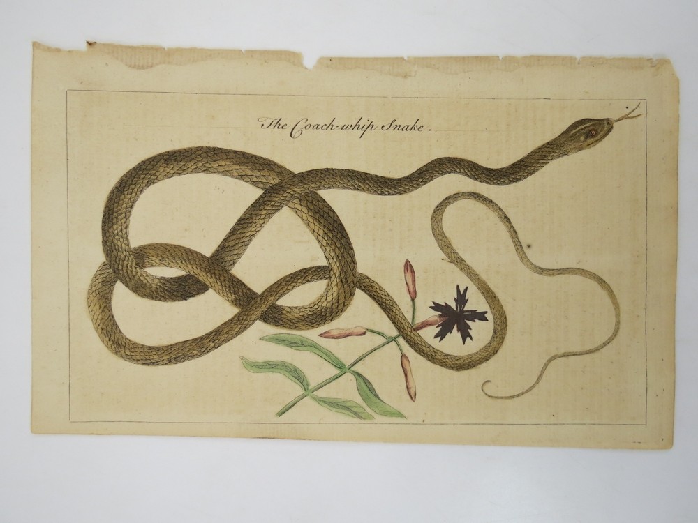 RARE C. 1755 HAND COLORED ENGRAVING COACH-WHIP SNAKE