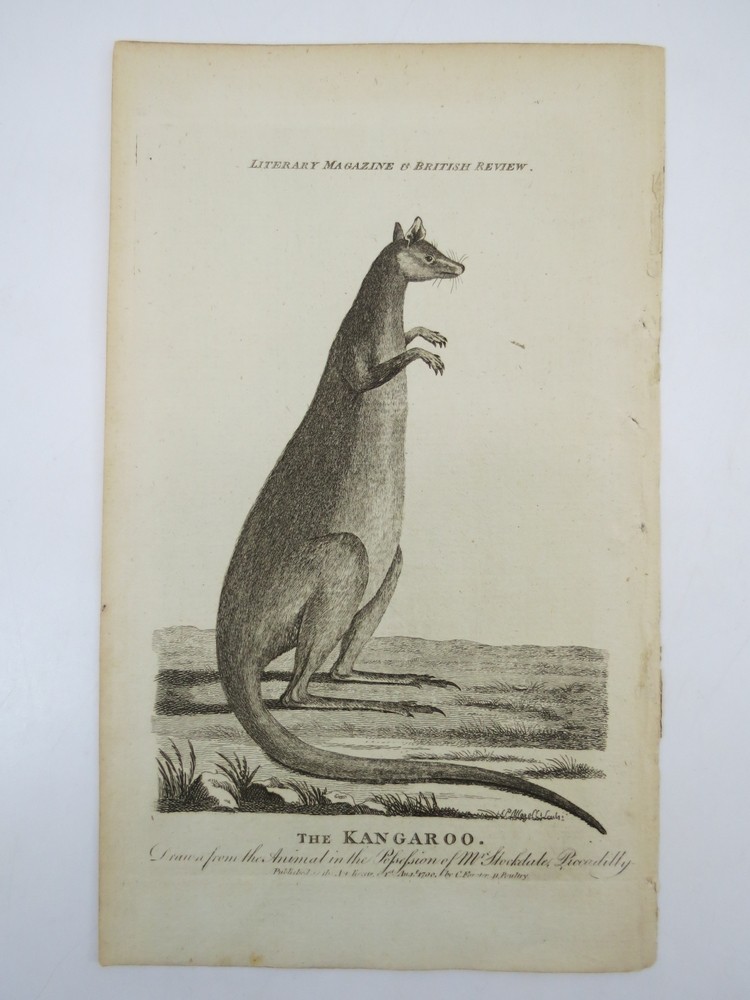 RARE 1799 COPPER PLATE ENGRAVING THE KANGAROO