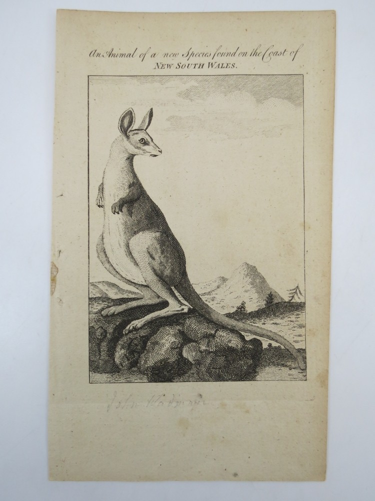 RARE 1773 COPPER PLATE ENGRAVING ANIMAL OF A NEW SPECIES MARSUPIAL