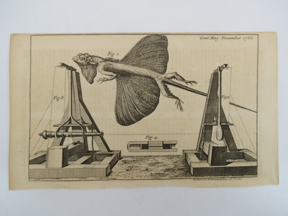 ANTIQUE 1755 ENGRAVING FLYING LIZARD
