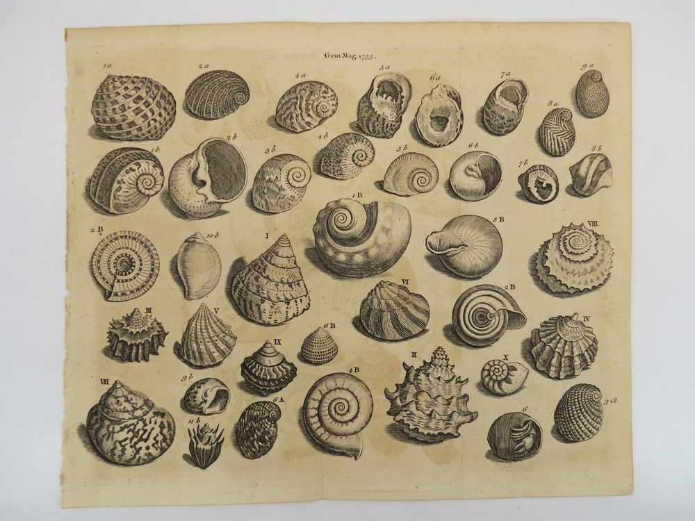 ANTIQUE 1755 ENGRAVING SEA SHELLS