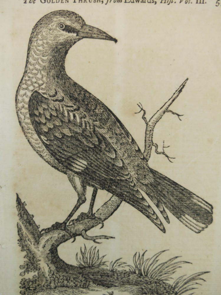 ORIGINAL ANTIQUE 1757 GOLDEN THRUSH COPPER PLATE ENGRAVING