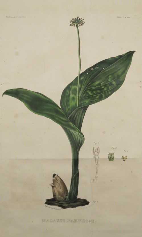 ANTIQUE C. 1830 MALAXIS PARTHONI BOTANICAL COLOR LITHOGRAPH VAN GASTEL ET MORREN; DE BURGGRAAFF