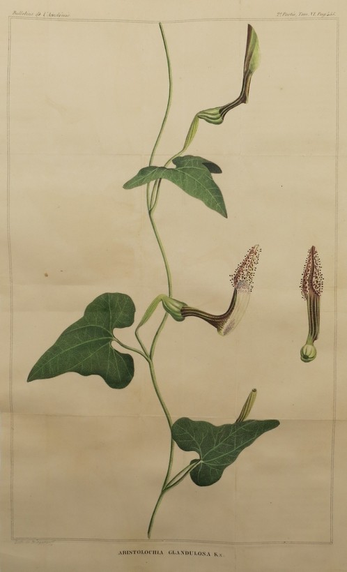 ANTIQUE C. 1839 ARISTOLOCHIA GLANDULOSA BOTANICAL COLOR LITHOGRAPH VAN GASTEL ET MORREN; DE BURGGRAAFF