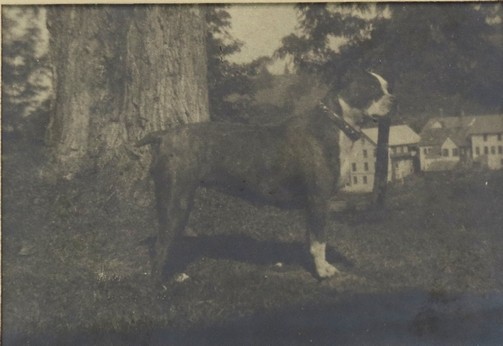 OLD SILVER PRINT PHOTO OF BULLY MASTIFF BREED DOG