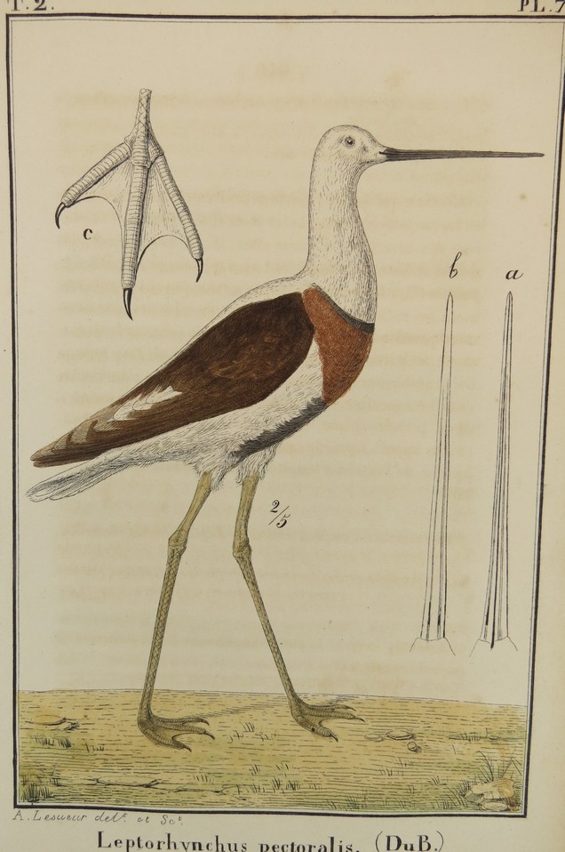 ANTIQUE C. 1845 LEPTORHYNCHUS PECTORALIS BANDED STILT COLOR ENGRAVING BY A. LE SUEUR