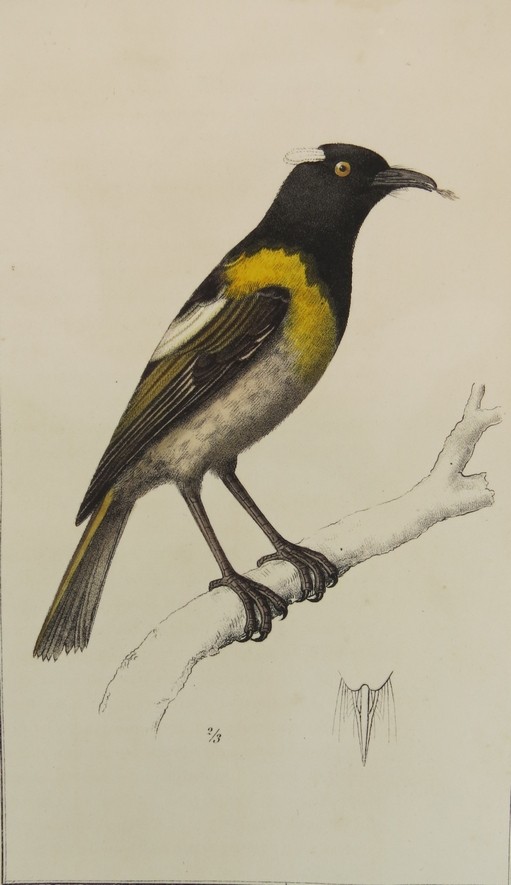 ANTIQUE C. 1830 MELLIPHAGA CINCTA BIRD COLOR ENGRAVING BY DE BURGGRAAFF
