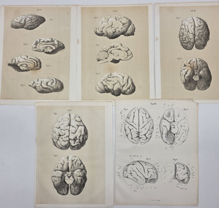 SET OF 5 19TH C. BRAIN LITHOGRAPHS