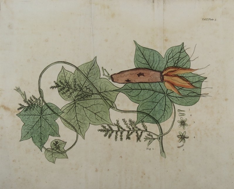 ANTIQUE 1808 HAND COLORED BOTANICAL ENGRAVING OF COLUMBO, OR COLOMBA ROOT, JATEORHIZA PALMATA