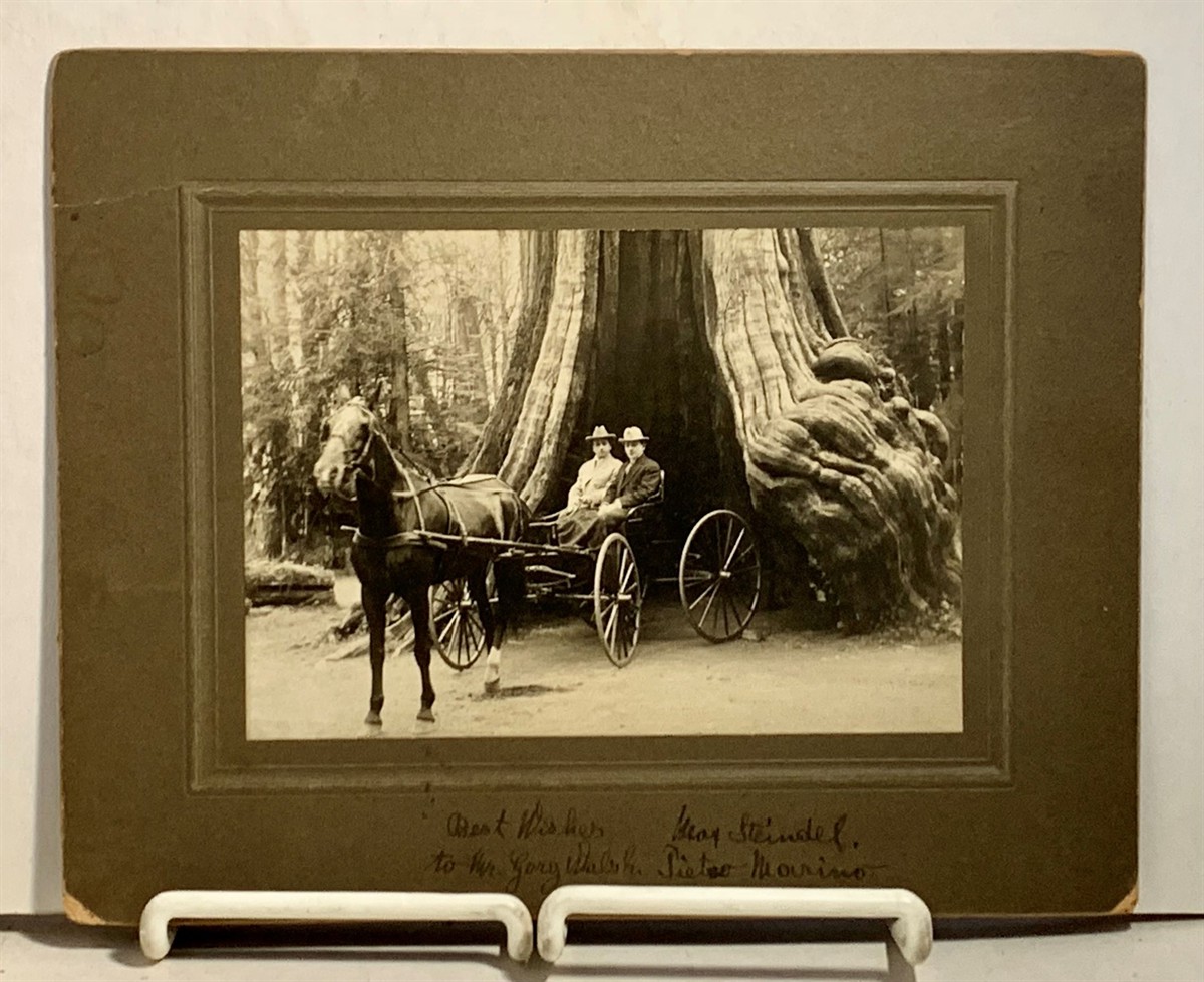 EPHEMERA [YOSEMITE NATIONAL PARK] [GRIZZLY GIANT SEQUOIA], [SEQUOIA TREES][GEORGE FISKE, PHOTOGRAPHER] [MUSIC] [CELLISTS] [PHOTOGRAPHY] [WAWONA, CA] - Photograph of Max Steindel (Cellist of St. Louis Symphony) at the Grizzly Giant Sequoia at Wawona, Ca in the Style of George Fiske