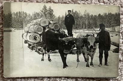 Postcard [RPPC]: Logging Sled (skid) with Oxen [1910] [Wisconsin]