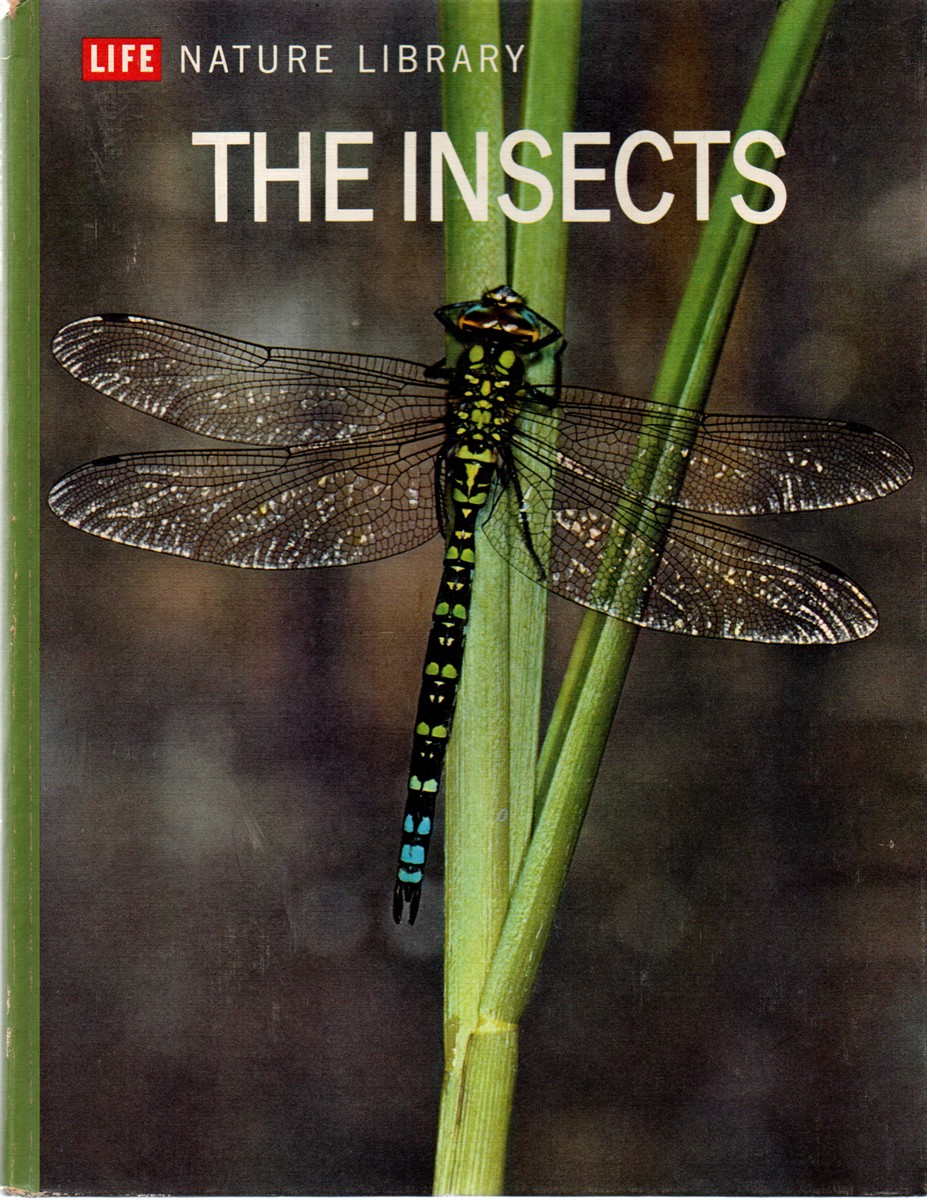 The Insects