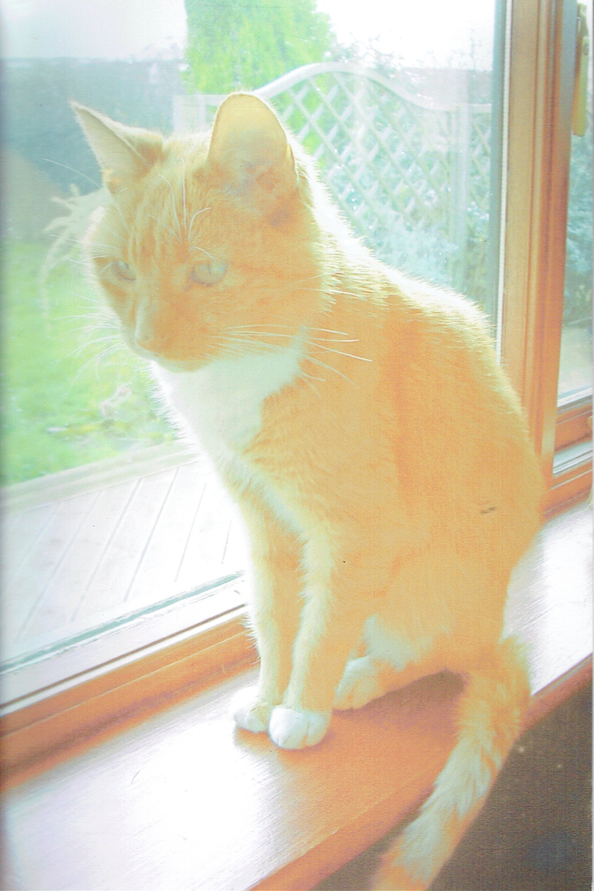 CUSTOMER ORDER RECORD ONE